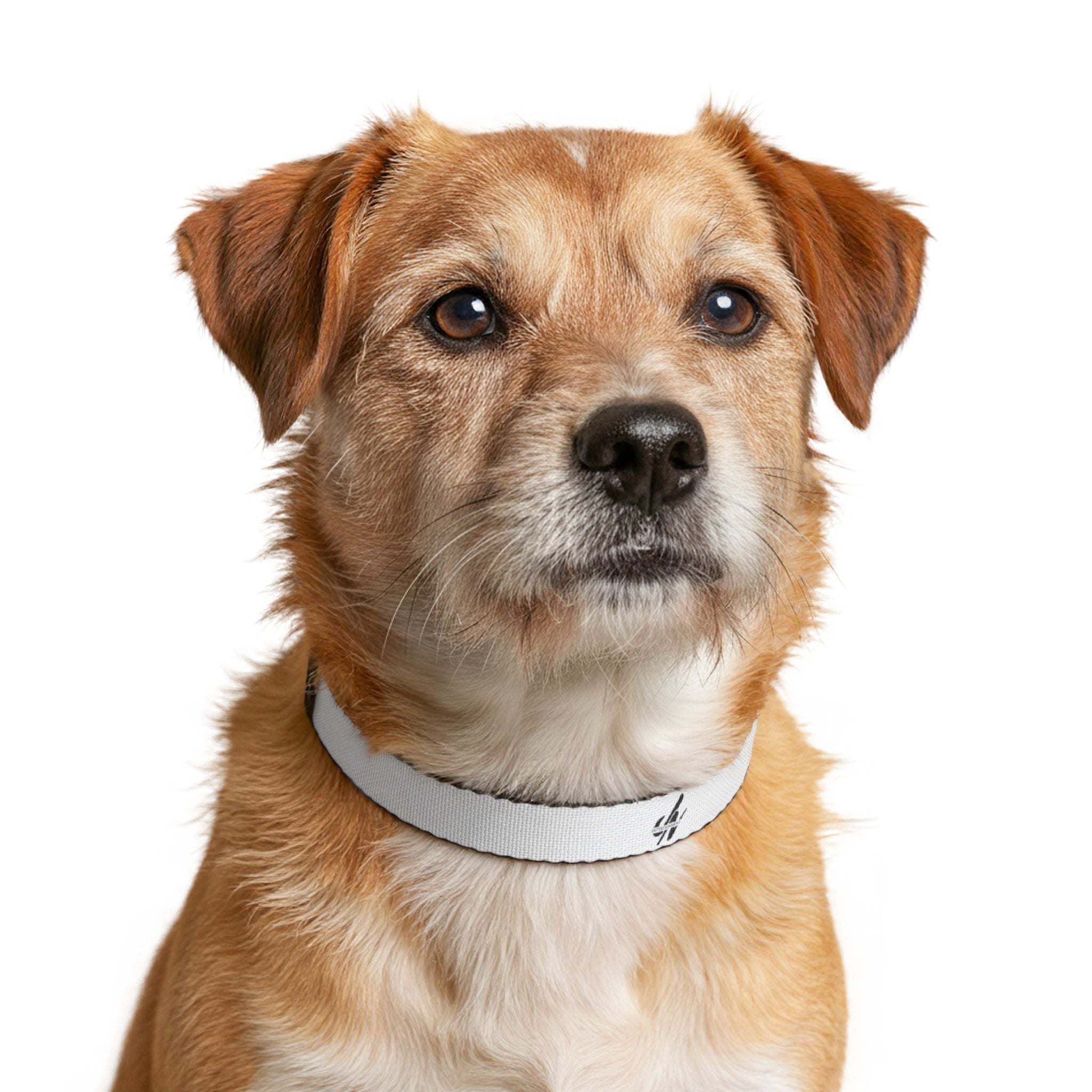 JN Entertainment Clip-On Pet Collar