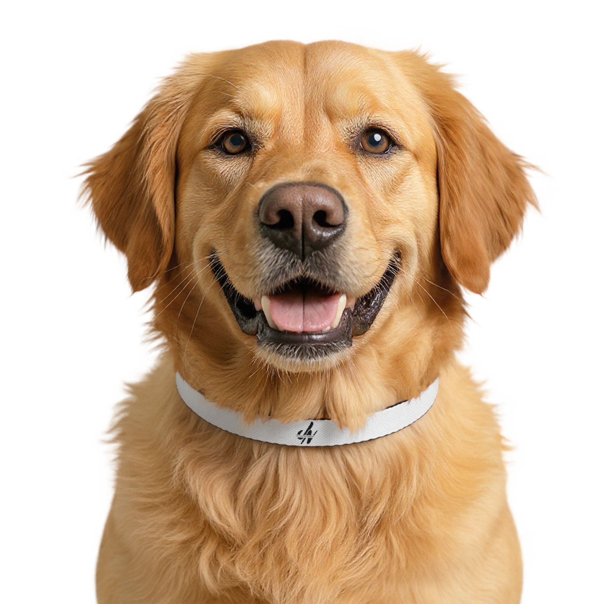JN Entertainment Clip-On Pet Collar